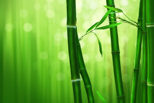 Bamboo as a building construction material