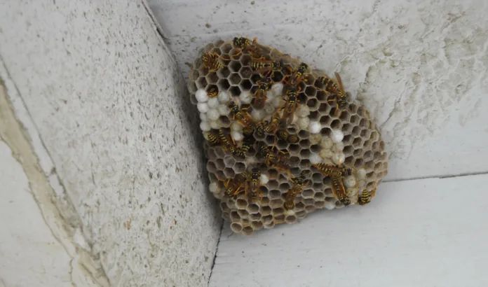 Stinging Insect Nests