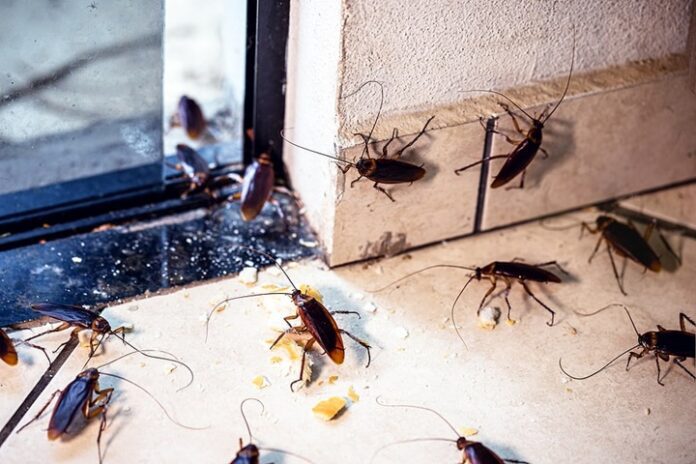 How Can I Prevent Cockroaches from Infesting My Property in Winter?