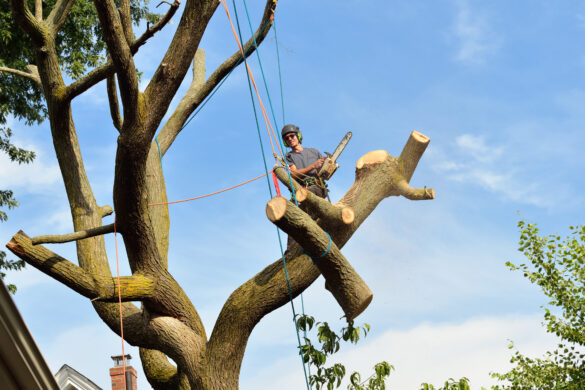 tree removal