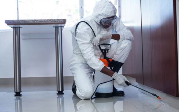 Why Preventive Pest Control Saves Homeowners Thousands in Repair Costs