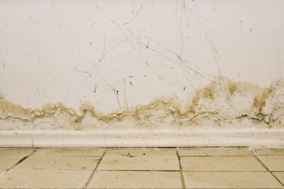 mold growth